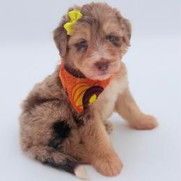 Pumpkin Patch - Red merle female Aussiedoodle puppy in Cartersville, Georgia from Simply Blessed Doodles