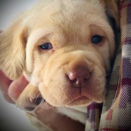 Grant - Yellow male Labrador Retriever puppy in Penn Valley, California from High Quality Labrador Retrievers and French Bulldogs