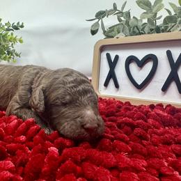Double Doodle and Goldendoodle Puppies from Sturgeon River Doodles