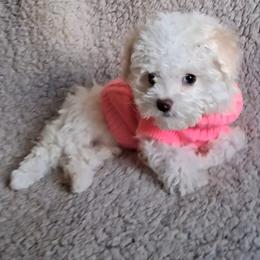 Maltipoo Puppies from Little Cupcakes and Pumkins Maltipoos