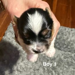 Boy 1 - Black tan and white male Biewer Terrier puppy in Alabama from Bama Biewers