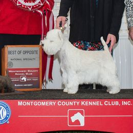 Sophie - West Highland White Terrier