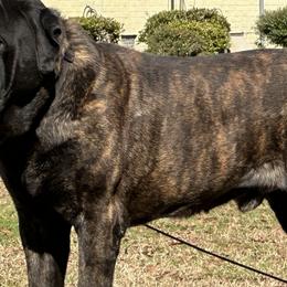 Calisto - Mastiff