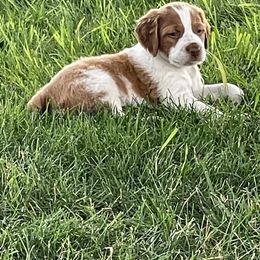 Brittany Puppies from Rabeau’s Genuine Brittany‘s