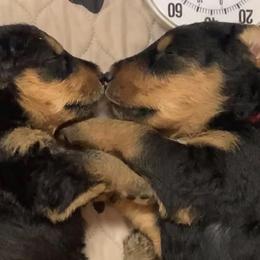 Airedale Terrier Puppies from Mystic’s Airedale Acres