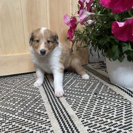Anna - Sable merle female Collie puppy in Brushton, New York from Clark's Collies