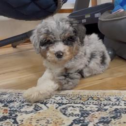 Alpine - Blue merle male Aussiedoodle puppy in Omro, Wisconsin from Crystal Ridge Doodles