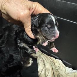 Black tri - Black tri female Toy Australian Shepherd puppy in Billings, Montana from Chapman's Aussies