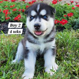 Boy 2 - Black and white male Siberian Husky puppy in Grayson, Kentucky from Kentucky Huskies