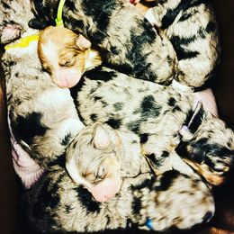 Bernedoodle and Poodle Puppies from Florida Prancy Paws