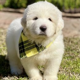 OFA health tested Yellow Girl - Great Pyrenees puppy from River's Bend Walnut Orchard