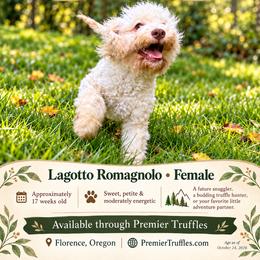 Pearl - Off-white female Lagotto Romagnolo puppy in Westlake, Oregon from Premier Truffles