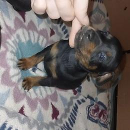 Bruiser - Black and tan male Miniature Pinscher puppy in Bible Grove, Illinois from Mad MinPin House of Illinois