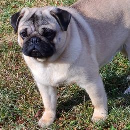 Pugs from Majestic Pugs