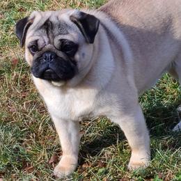 Pugs from Majestic Pugs