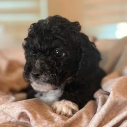 Sailor - Black and white male Cockapoo puppy in Saint Louis, Missouri from Jax Doodles