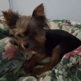 Chole - Yorkshire Terrier