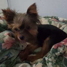 Chole - Yorkshire Terrier