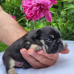Ace - French Bulldog puppy in Hartford, Connecticut from French Bulldogs Planet