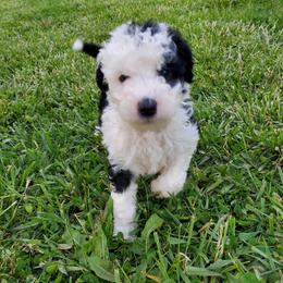 Milly - Black and white female Sheepadoodle puppy in Bellevue, Iowa from Fluffy Wonders Poms and Doodles