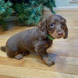 Dachshund Puppies from Devoted Doxies - DLL