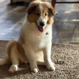 Jax ( Orange Collar) - Sable and white male Collie puppy in Norris City, Illinois from Hoskins Collies