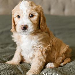 Sierra - Red female Bernedoodle puppy in Tucson, Arizona from Sun Valley Goldendoodles
