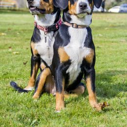 Entlebucher Mountain Dogs from Dyberry Creek Farm