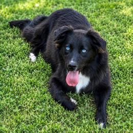Cassie - Australian Shepherd