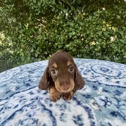 IZZY Russian Pra clear ( Littl Fut champion lines) - Chocolate and tan female Dachshund puppy in Call, Texas from Dachshund D’Amore