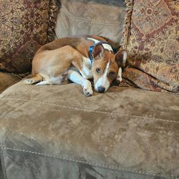 Basenji puppies from Buck Iron Stables Kennel