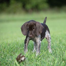 German Shorthaired Pointer and Vizsla Puppies from Nosam Kennels