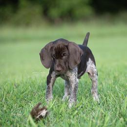 German Shorthaired Pointer and Vizsla Puppies from Nosam Kennels