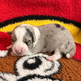 Rocket - Brindle merle and white male Cardigan Welsh Corgi puppy in Mishawaka, Indiana from Squires Corgi Cottage