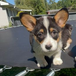 Girl 1 - Black and tan female Pembroke Welsh Corgi puppy in Chesterton, Indiana from Oliver Pembroke Welsh Corgis