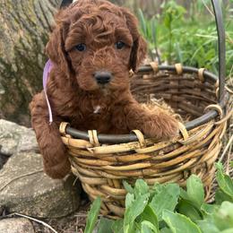 Purple girl - Red  female Goldendoodle puppy in Denison, Iowa from Violet View Iowa Goldendoodles