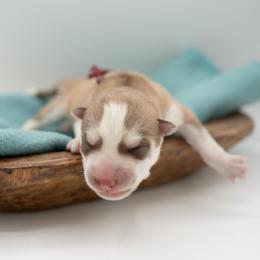 Mia - Red and white female Siberian Husky puppy in Meadow Vista, California from Thistle Hill Siberians