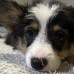 Comet - Black and tan American Corgi puppy in Hopkinsville, Kentucky from Pardon My French Corgis