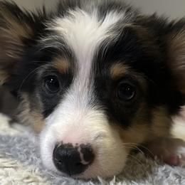 Comet - Black and tan American Corgi puppy in Hopkinsville, Kentucky from Pardon My French Corgis