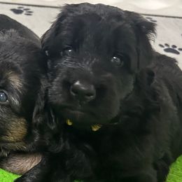 Girl 1  Yellow Collar - Black female German Shepherd puppy in Valley Springs, South Dakota from Von Pasch German Shepherds