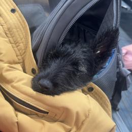 Edith - Black brindle female Scottish Terrier puppy in Mancelona, Michigan from Stefany Farm of Happiness