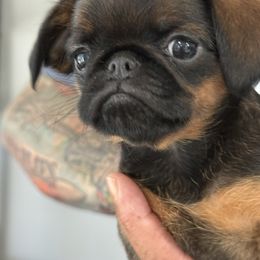 5C Green - Red female Brussels Griffon puppy in Land O' Lakes, Florida from 5C Brussels Griffons