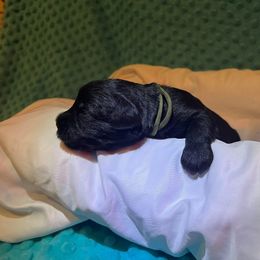 Miniature Schnauzer Puppies from S & S Miniature Schnauzer