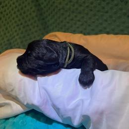 Miniature Schnauzer Puppies from S & S Miniature Schnauzer