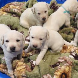 Girl 2 - Yellow female Labrador Retriever puppy in Arizona from Lily's White Labs