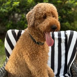 Raven - Goldendoodle