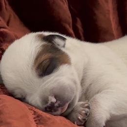 Chunky stout male with half mask - Red speckled male Australian Cattle Dog puppy in Scurry, Texas from RedHorizon AKC Australian Cattle Dogs (Heelers)