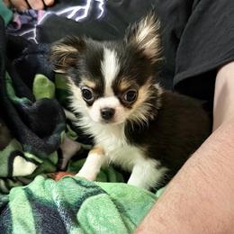 Pip - Black and tan male Chihuahua puppy in Williamsburg, Virginia from PAWSitive Cheeky Chihuahuas
