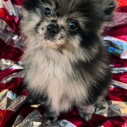 Obi - Blue merle male Pomeranian puppy in Douglas, Massachusetts from Country Oak Poms LLC