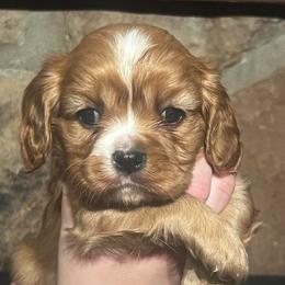 Only boy - Ruby male Cavalier King Charles Spaniel puppy in Graysville, Tennessee from Country Goldens and Mountain Top Cavaliers